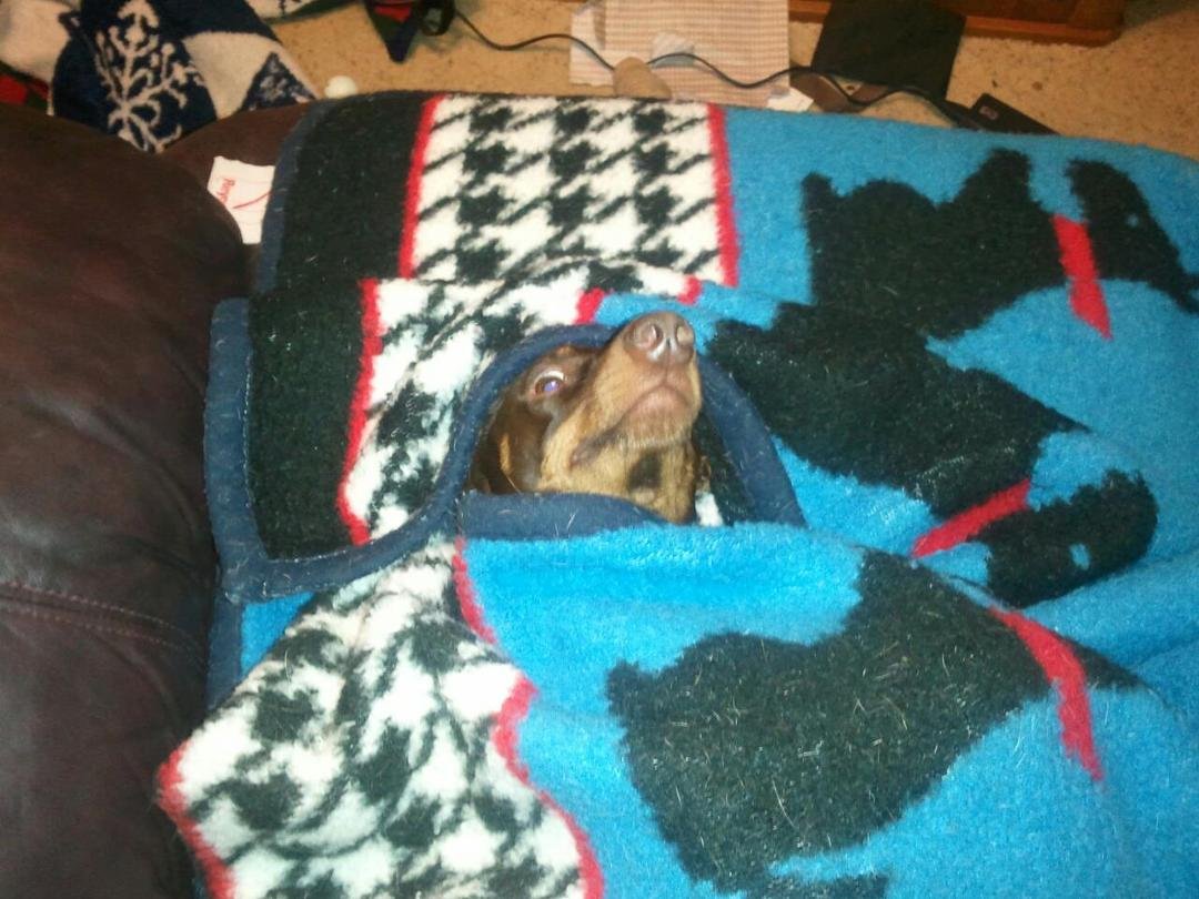 Koko in his natural habitat...curled up in a blanket