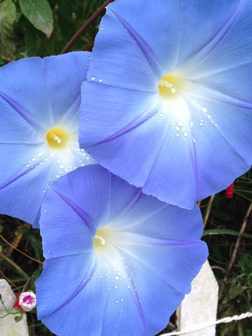 Phyllis Arnold's album, Timeline Photos