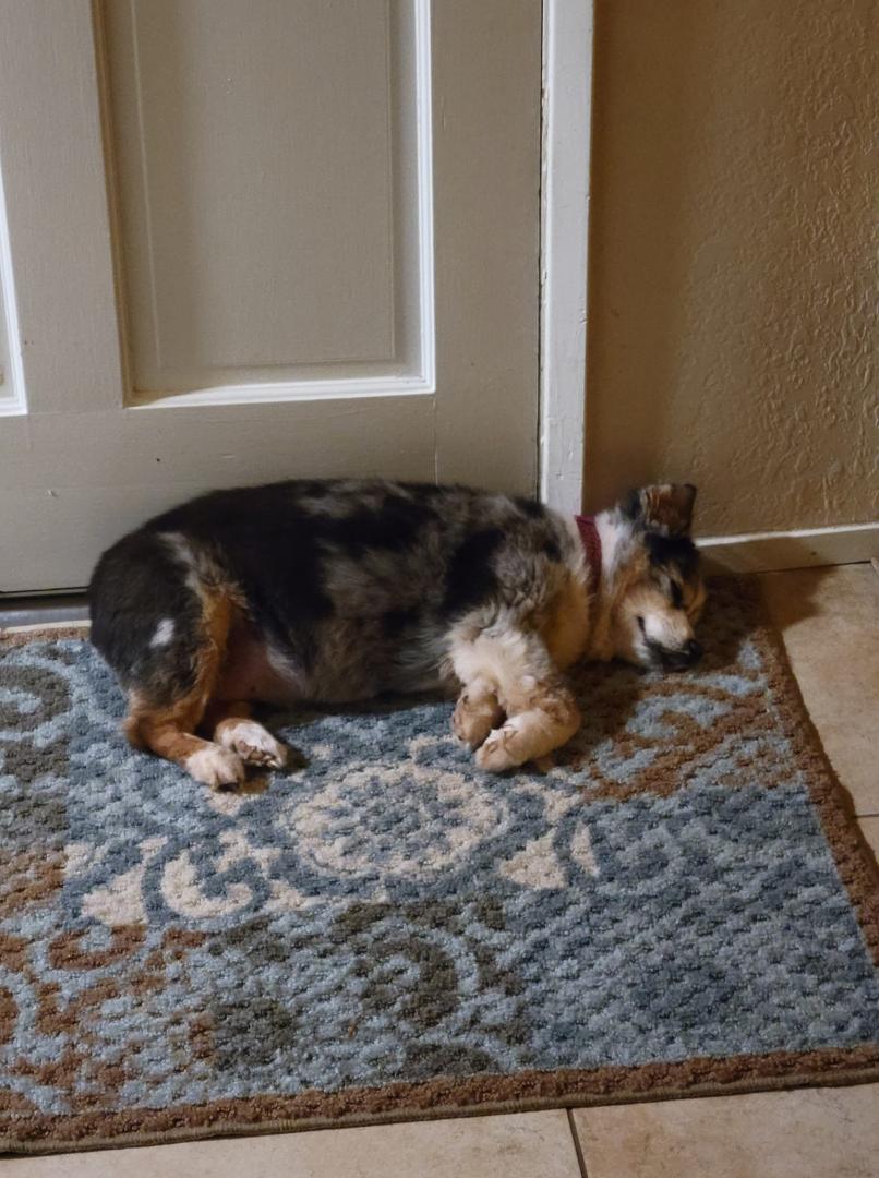 This is my Molly.  She's almost 18 years old and can't hear any longer.  So she lays against the front door at night to protect us.  No one is coming in without her knowing.  Best dog ever!