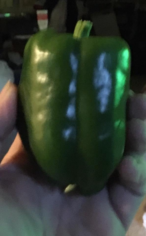 My organic self grown green pepper