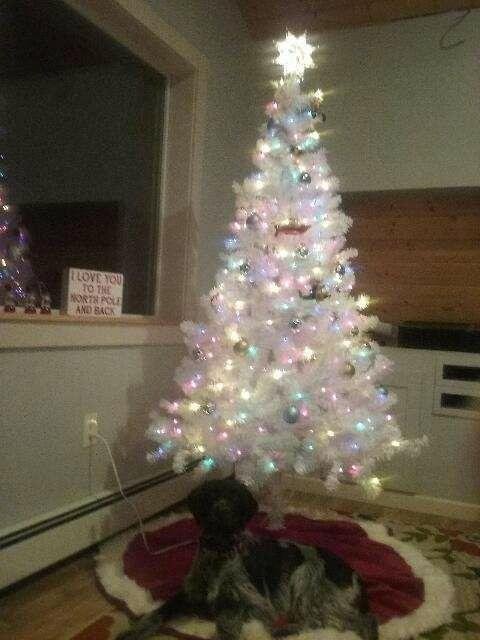 My BBF in Alaska just took this pic of her dog sage ,under the tree ,now this would be a great Christmas picture card❤❤❤