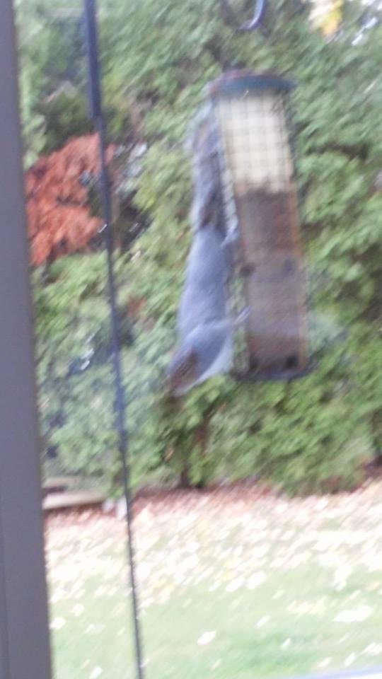 Just on my bird feeders