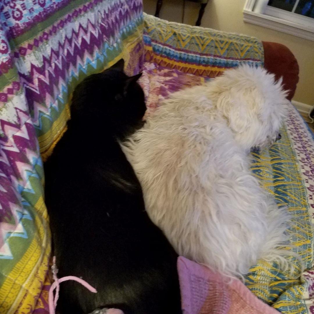 The blind dog laid on the cat...cat doesn't seem to mind....