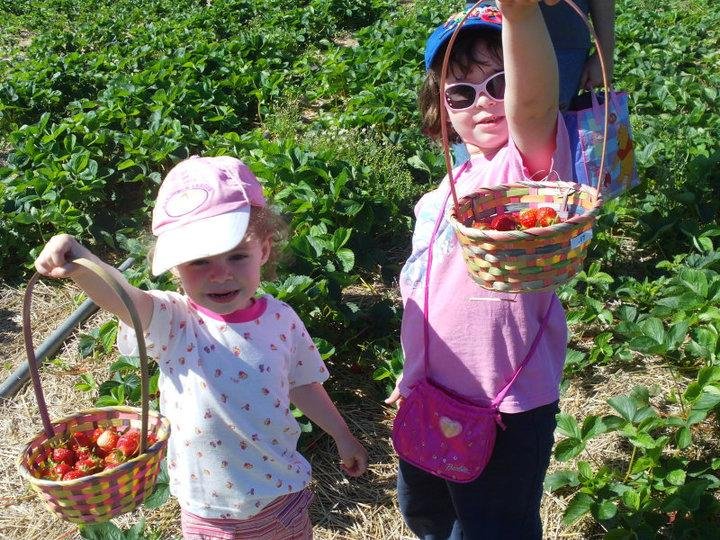 Strawberry picking!