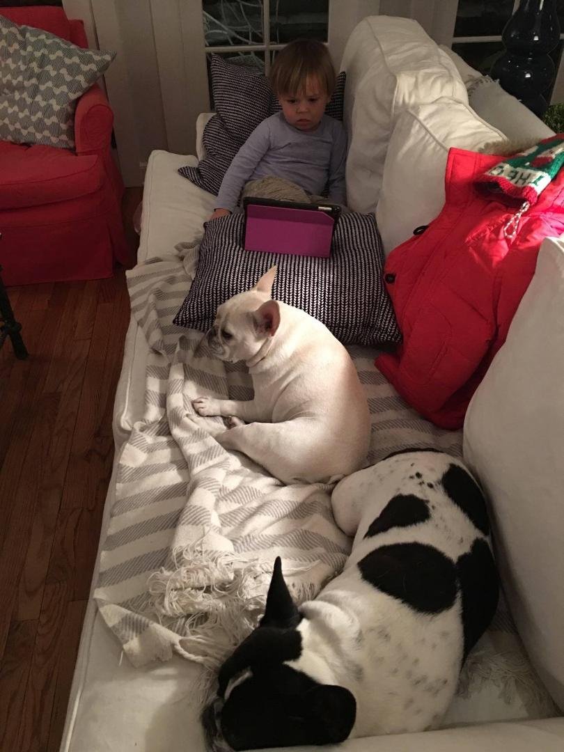Theo with Rosie and Ollie, my sister's adorable French Bulldogs.