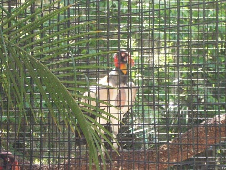 Nancy Riley's album, Zoo 4-10-11
