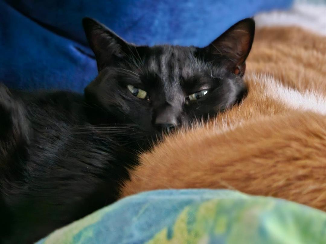 Billie is catching Z's today and using Richie's back for a pillow. #MaximumFelineCuteness