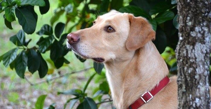Happy National Puppy Day to our 11-year-old Summer who still embraces every day with puppy like enthusiasm.