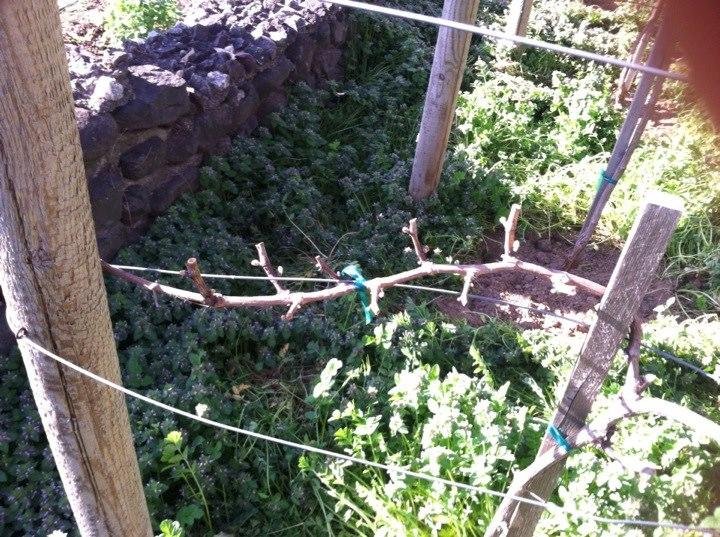 Bud break VT Chardonay