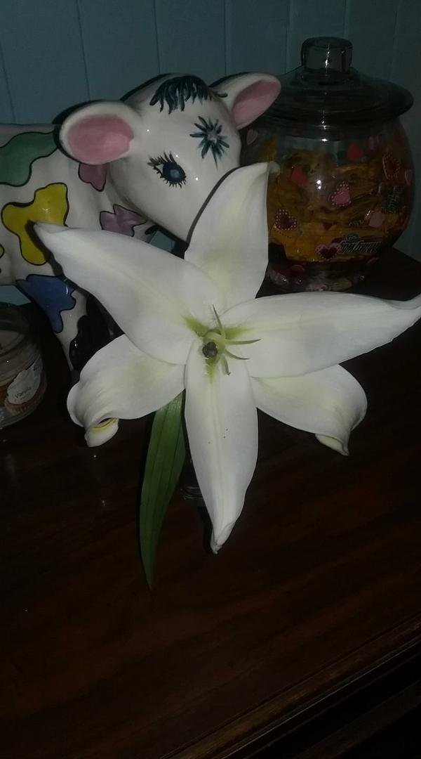Annette King's album, Timeline Photos