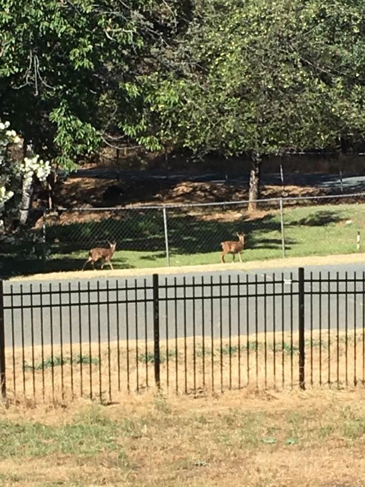 We have a set of twins in the neighborhood!