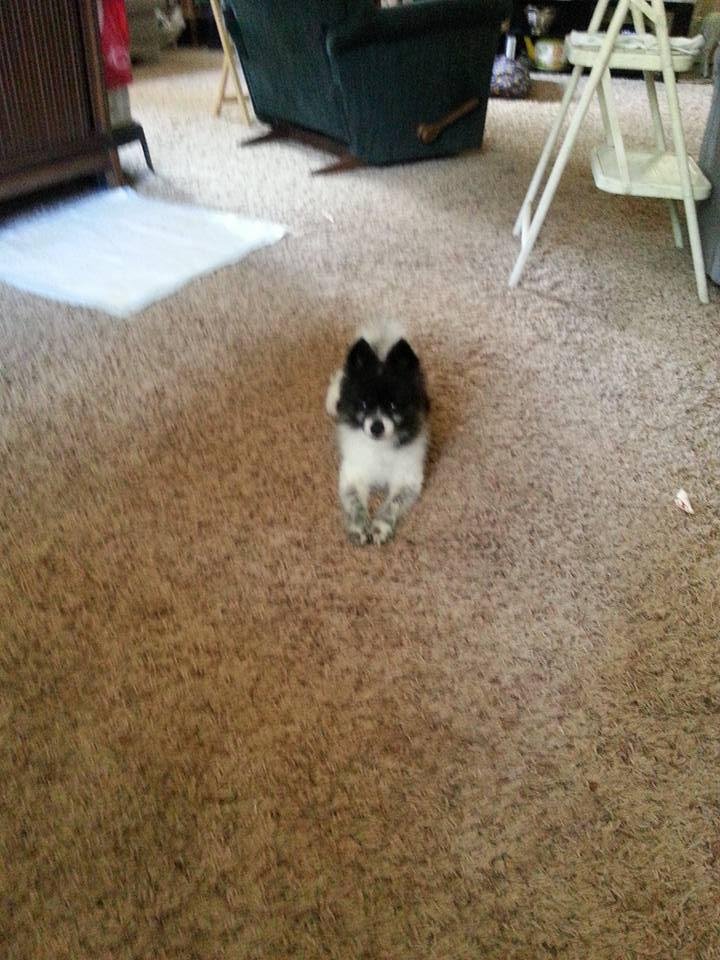This is a better picture of our little baby boy-Bear Bear. He's such a sweetheart and he's already knowing where the good treats are kept. Love Gail