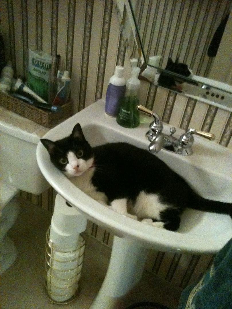 Robin thinking the sink is the coolest place in the house...