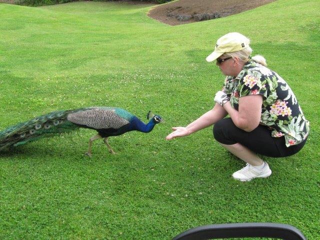 Feeding a friend on the golf course at Malakai