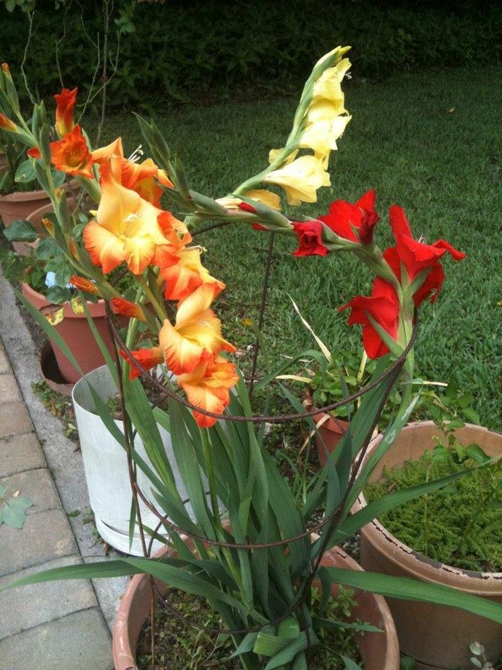 Home grown glads