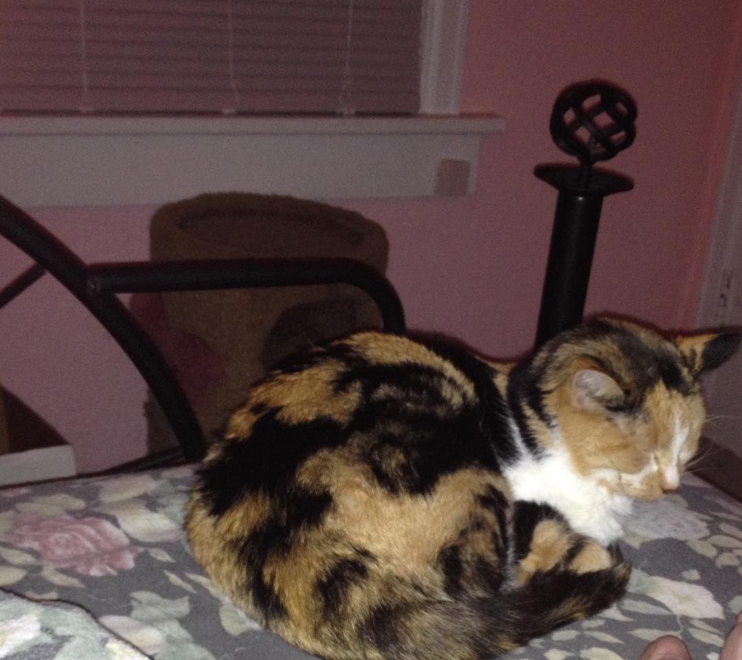 What a nice surprise!  When I came to bed, I found Shirley in here wanting to sleep with us!
