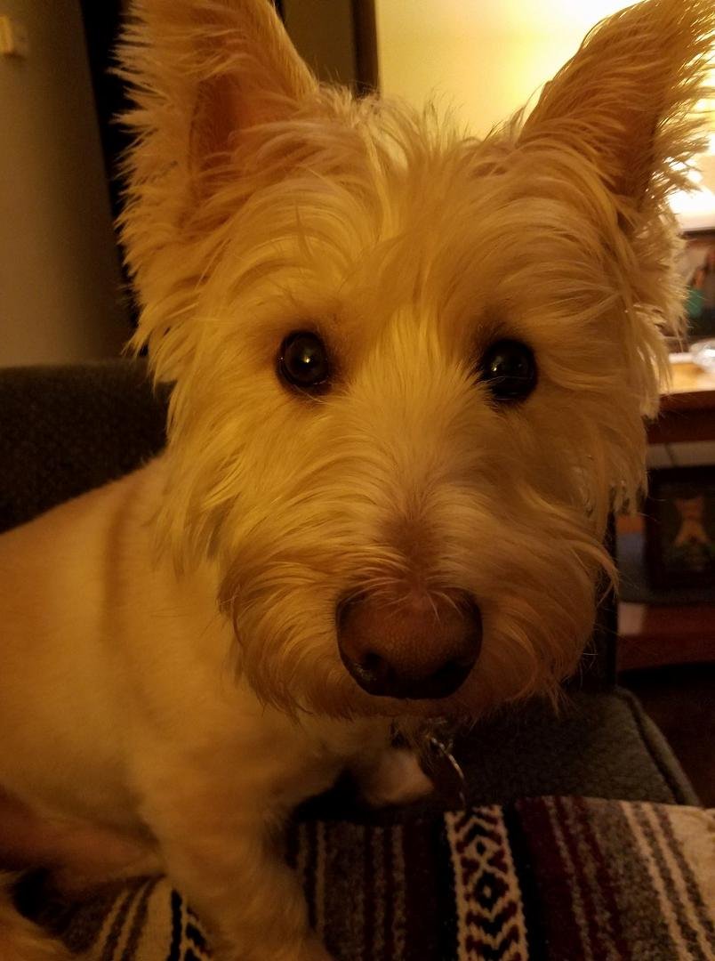 My cute doggie Sparticus 🐶🐶🐶