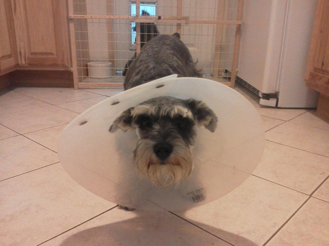 Poor Pippa! She hates this!