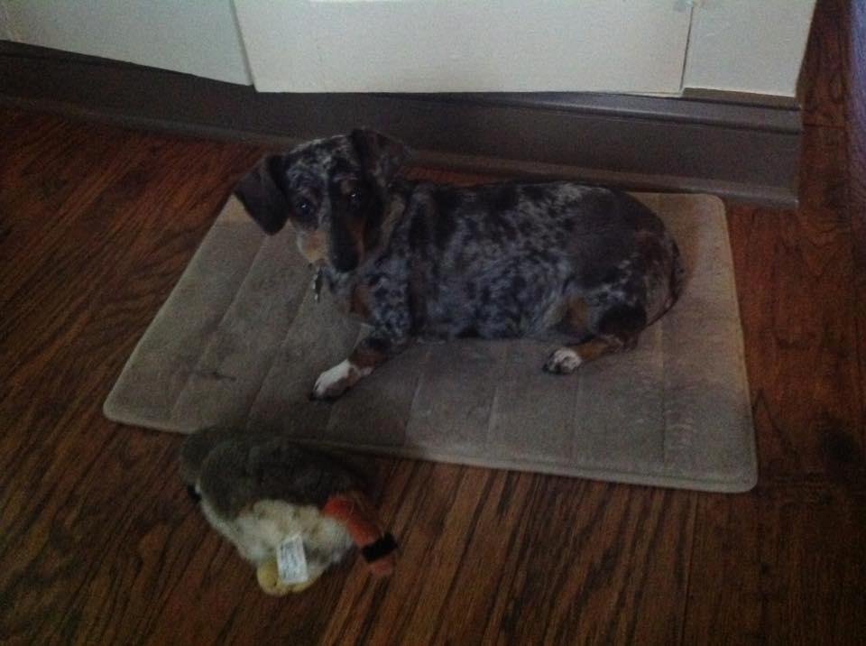 Since Larry's passing last week, Gidget has basically moved out of the study and into the kitchen where she seems totally committed to the hunting of der maus.