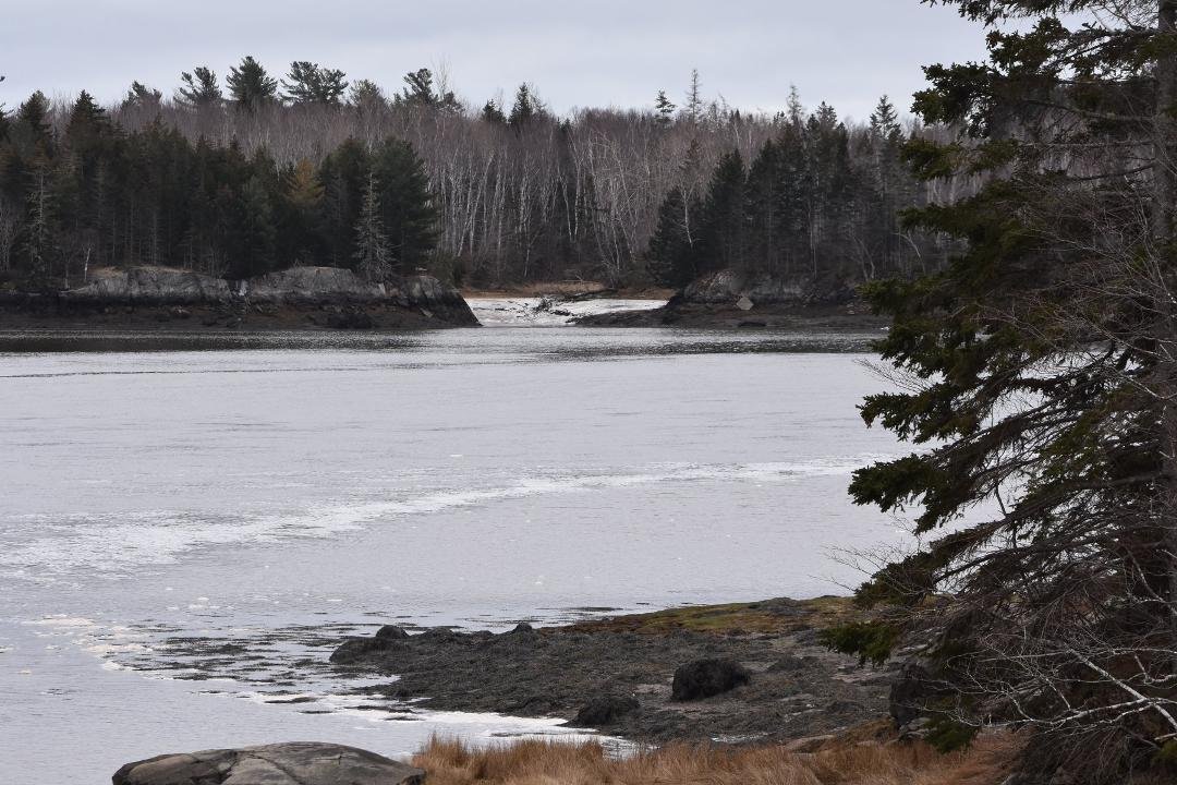 Little Agusta at Tide Mill Farms, Whiting, Maine