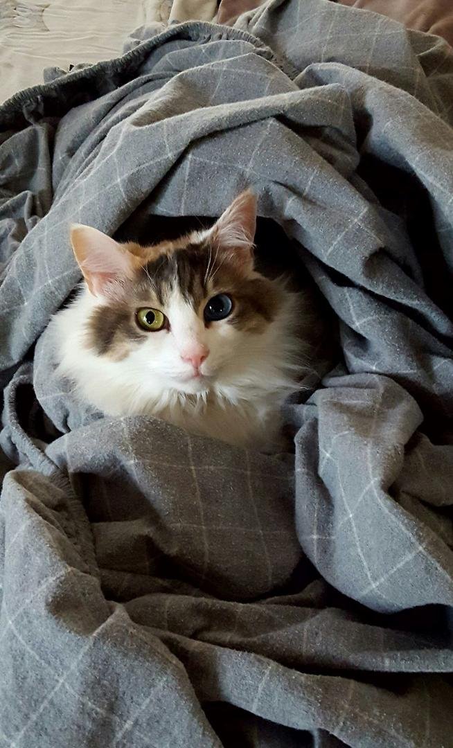 As soon as the sheets come out of the dryer it's a battle...cat wins again...😸