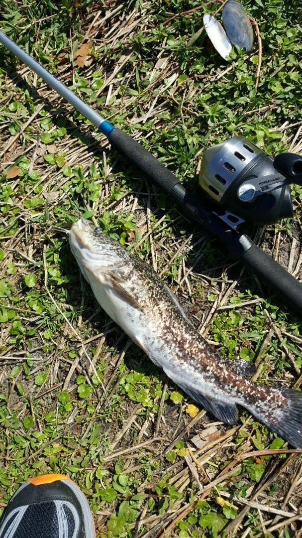 Not the bass I was looking for...