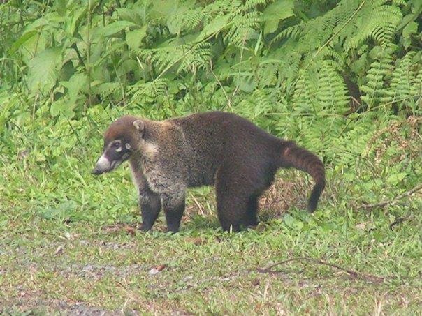 Coati