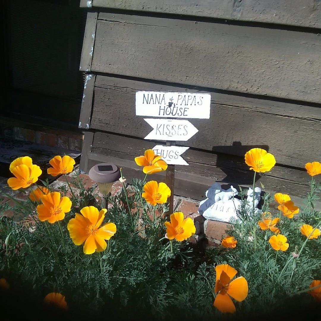 Pop's garden... Nan's favorite Poppies!