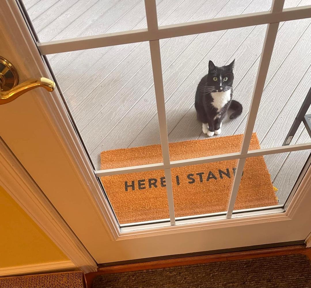 Lutheran cat