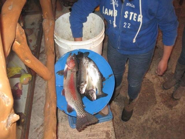 The large one is 2 lbs What a beautiful fish.