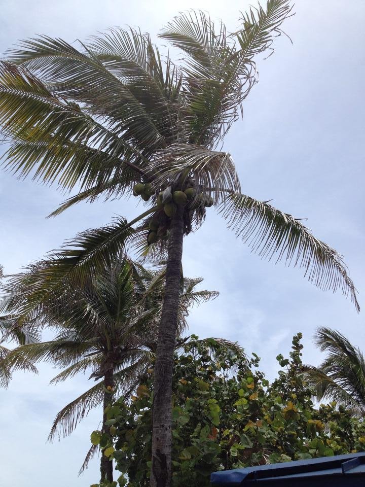 Ellen Farber's album, Mobile Uploads