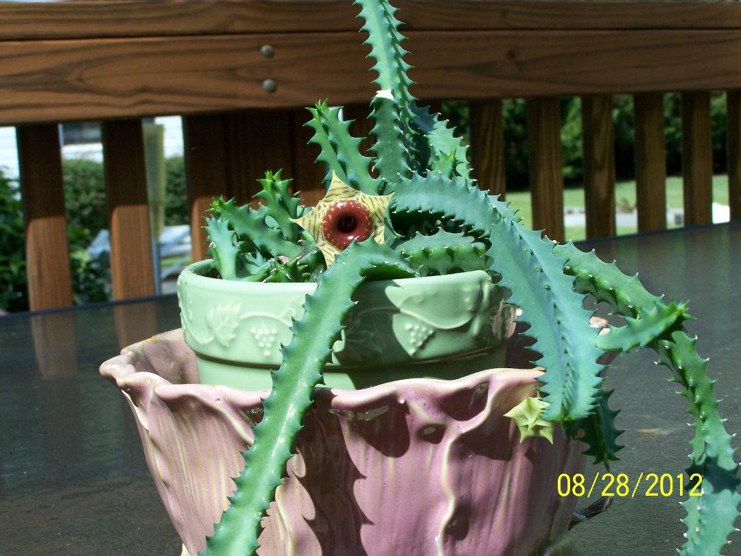My lifesaver cactus' first bloom this year, with 4 more almost ready to form.