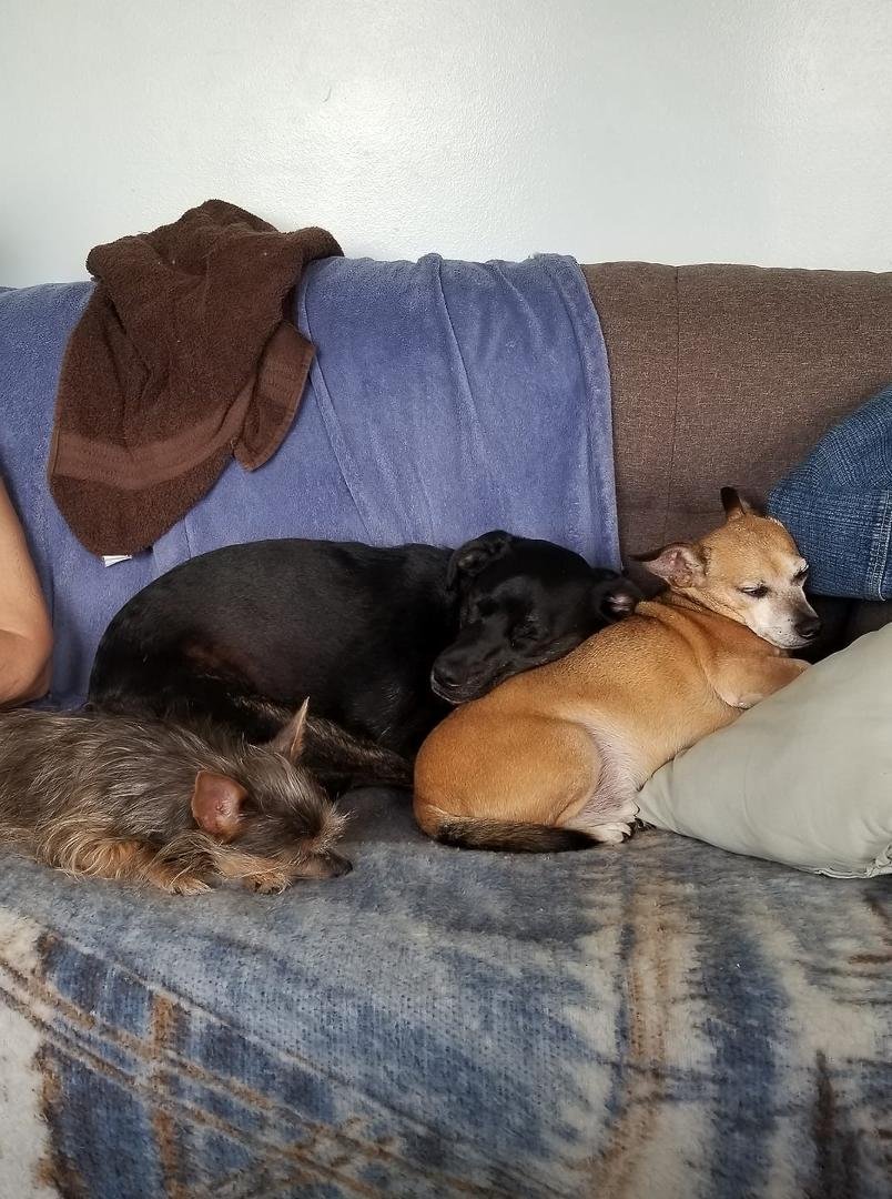 Dog naps!