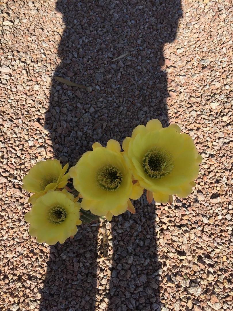Ray Clark's album, Mobile Uploads