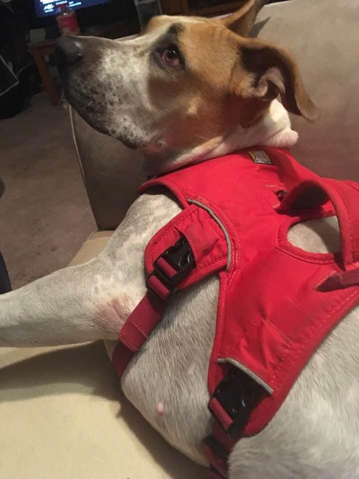 I feel in love tonight.... she’s only around two years old but she’s gorgeous... she’s missing her front right leg from an accident as a baby. Now she’s found a home in Ardsley. Billy Van Dorn and Connie Pearce adopted her 
