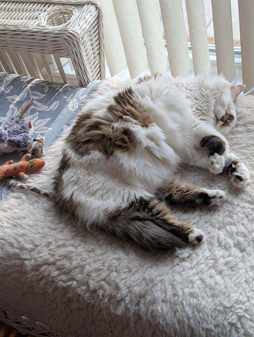 Favorite napping place.