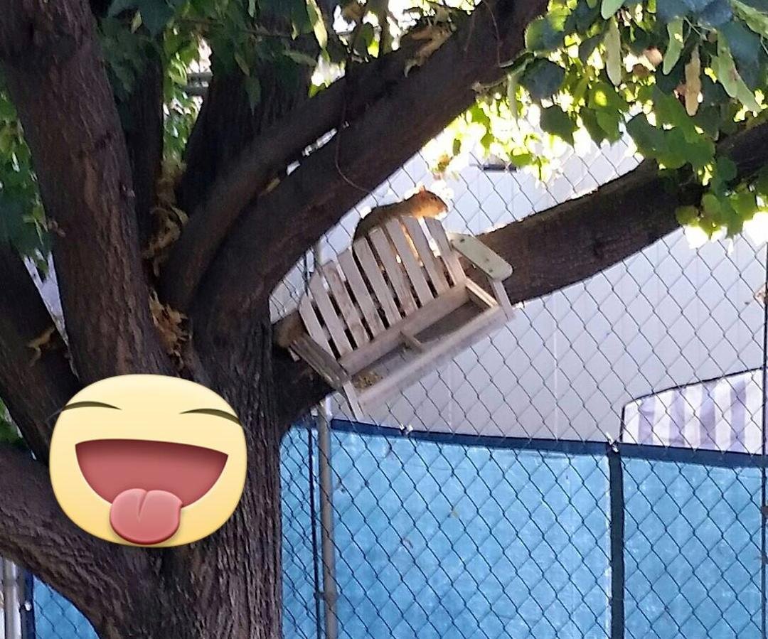 Koko's friend came to visit this morning