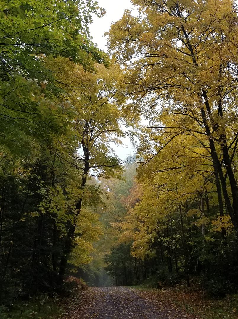 Two roads diverged in a yellow wood, and sorry I could not travel both, and be one traveler long I stood, and looked down one as far as I could, to where it bent in the undergrowth ..... Two roads diverged in a wood, and