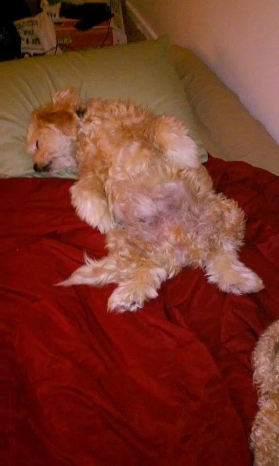 Buddy in my bed! 🐾