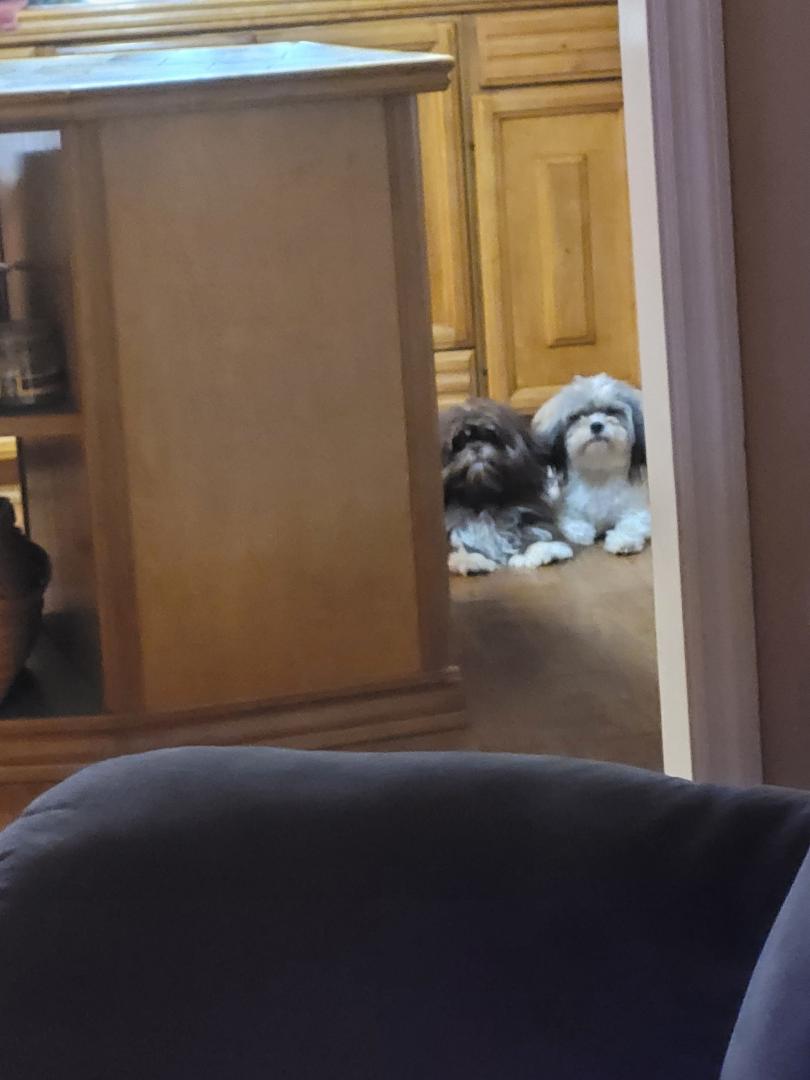 They have names, but I call them TROUBLE