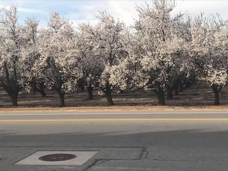 Almonds are blooming