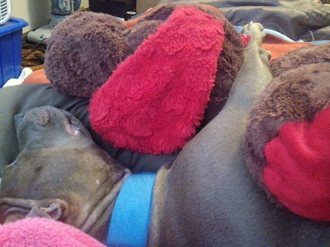 My Fatboy Zeus!!!! He likes my stuffed animal when he sleeps.