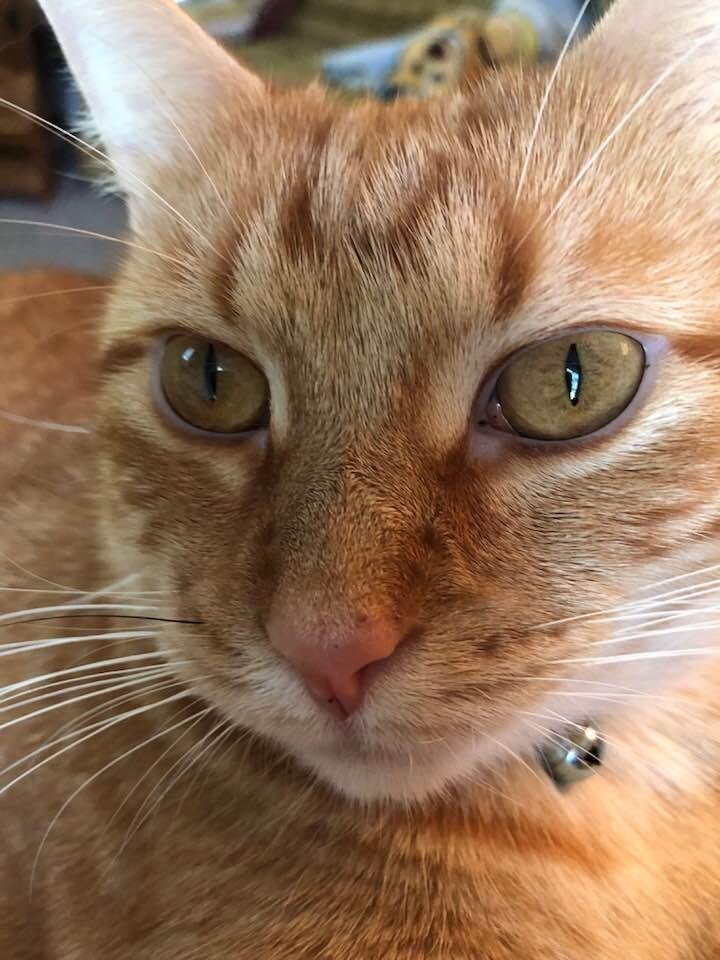 The boy is feeling lots better, had a bad cold❤️