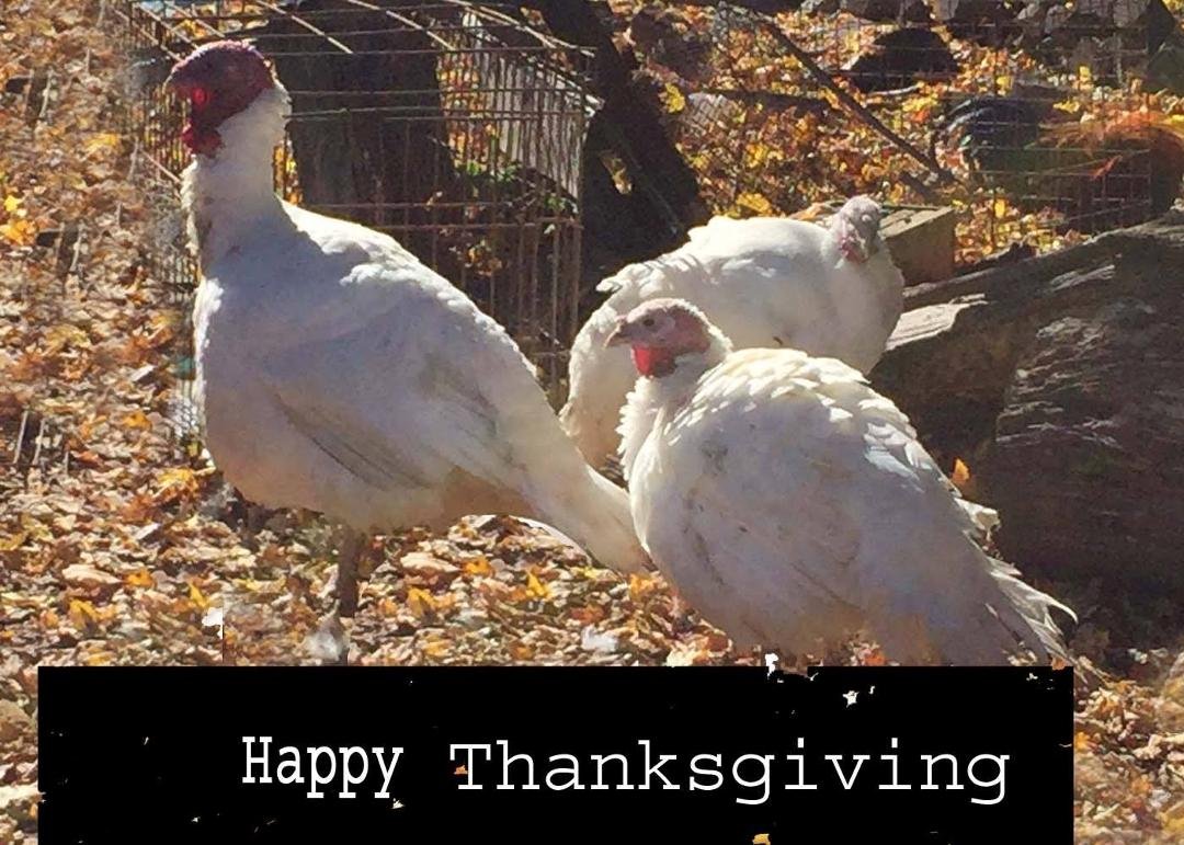 My birds that were pardoned ,by me Happy Thanksgiving !