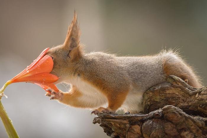 Corona mask red squirrel style.....