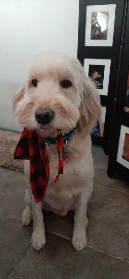 Kale waiting to help decorate for Christmas. Being a service dog, he loves to help and wanted to be part of our family red & black Christmas challenge.