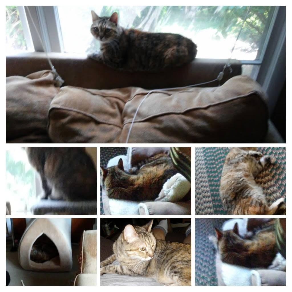 one year ago today Layla came to make this her forever home, she is a joy