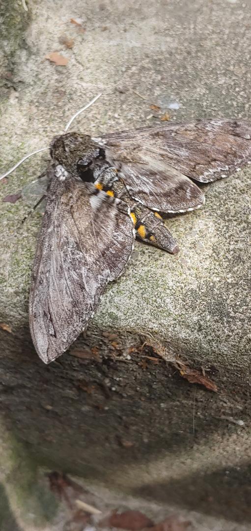 Cicada??
It was huge with its wingspan it was probably at least 2 in Plus