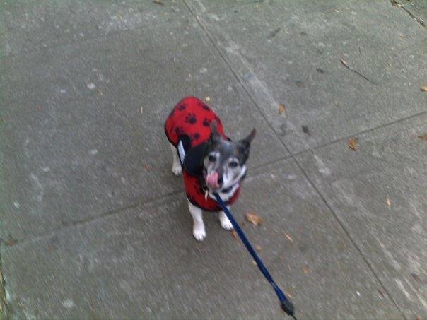 thinks Rue is adorable in her jacket that she HATES, it's been so cold I've been making her wear it *ewg*
