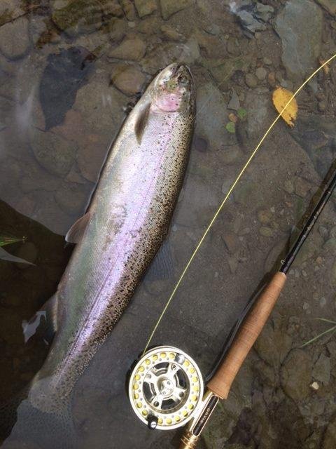 Elk Cr Steelhead Caught & Released October 16, 2014